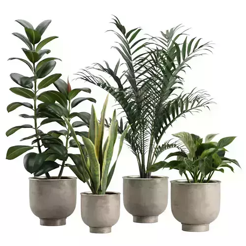 Indoor Plants Pack 20