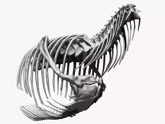 Dinosaur Tarbosaurus Bataar Rib and  Neck Set Skeletons