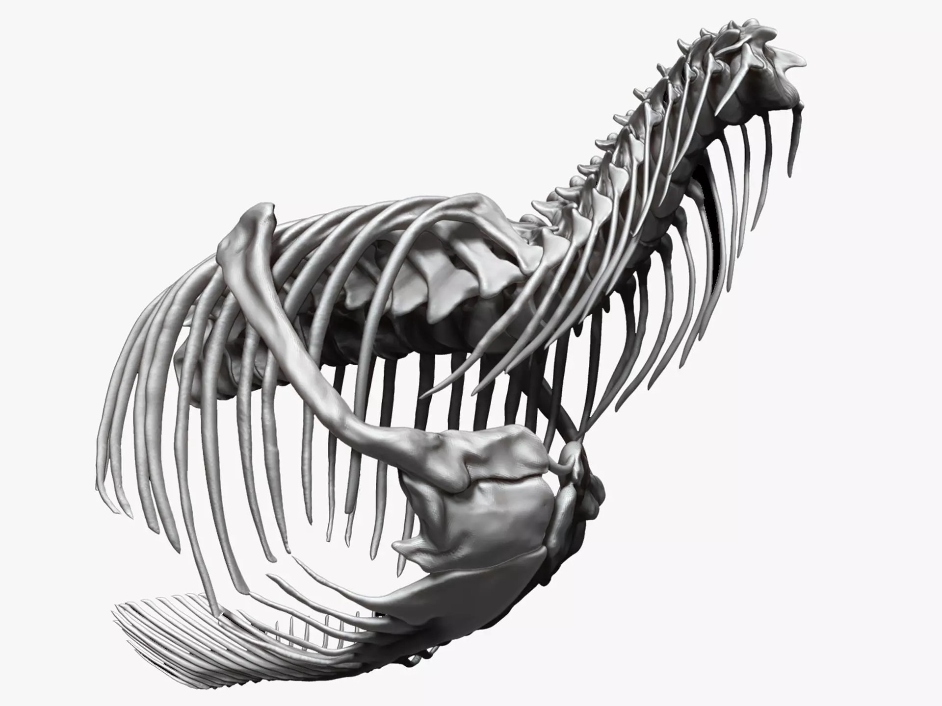 Dinosaur Tarbosaurus Bataar Rib and Neck Set Skeletons 3D model