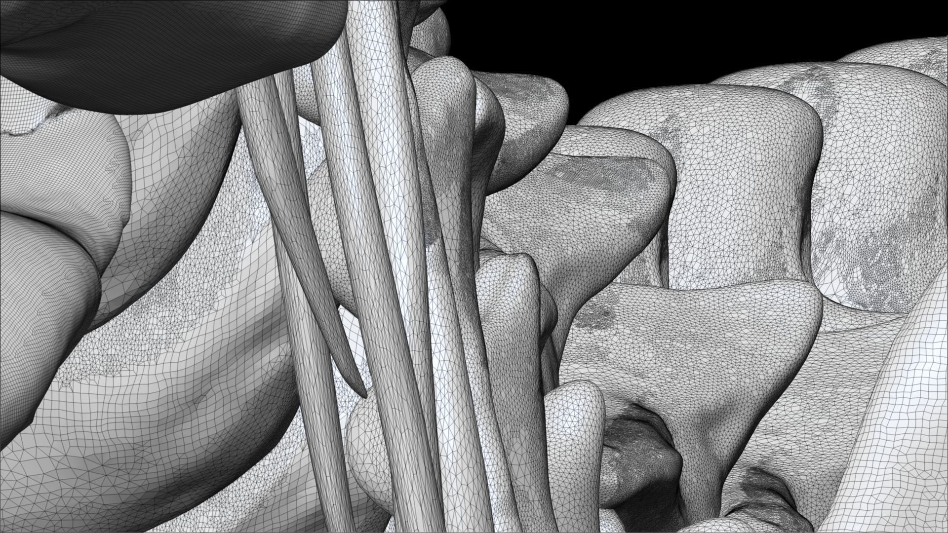 Dinosaur Tarbosaurus Bataar Full Set  3D model_24