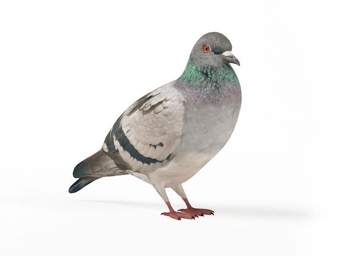 Black Striped Gray Pigeon 3D Model - CGTrader.com