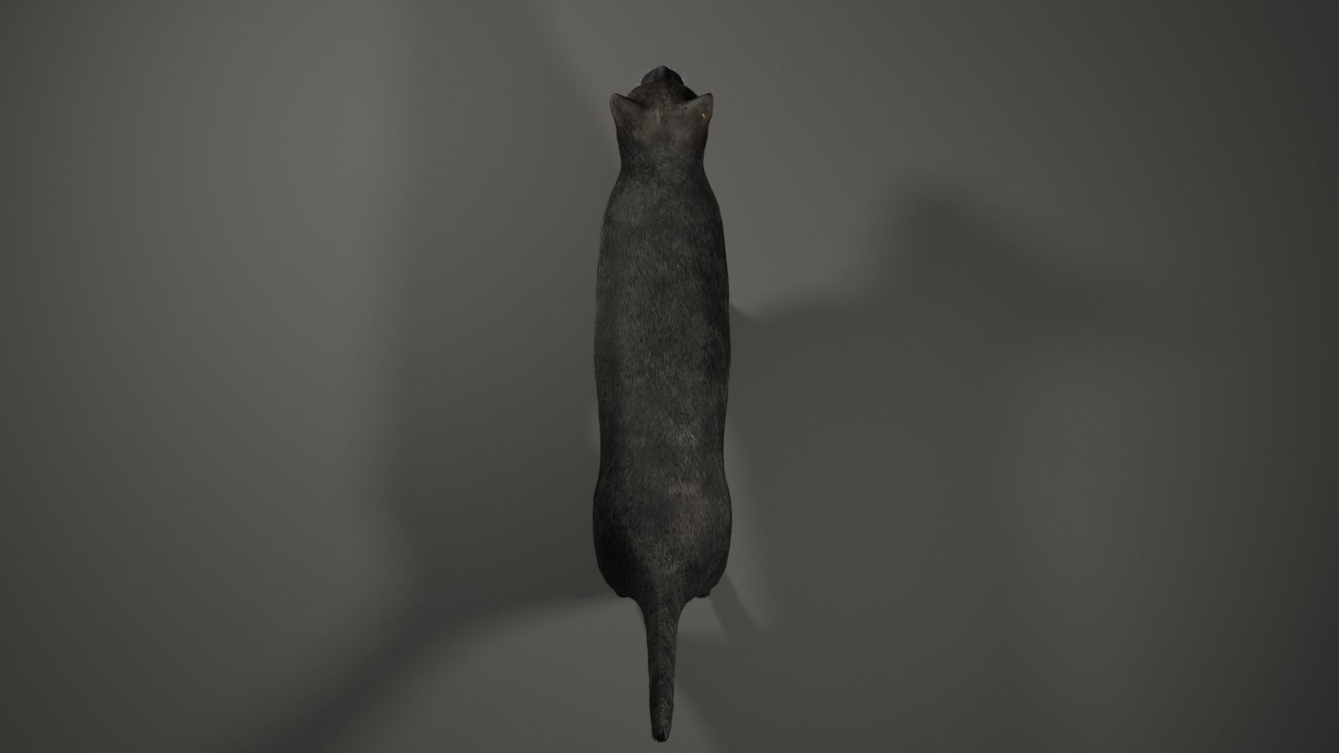 Black Cat Free low-poly 3D model_4