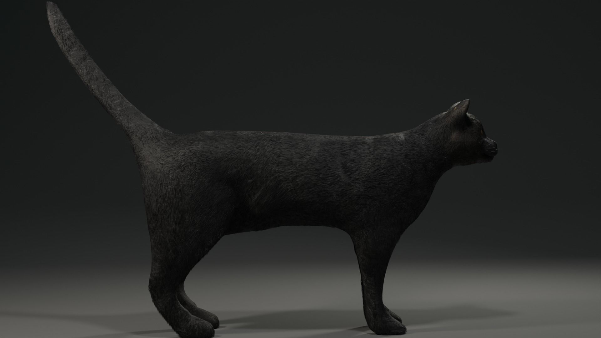 Black Cat Free low-poly 3D model_3