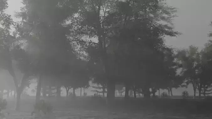 FOREST park with trees in fog