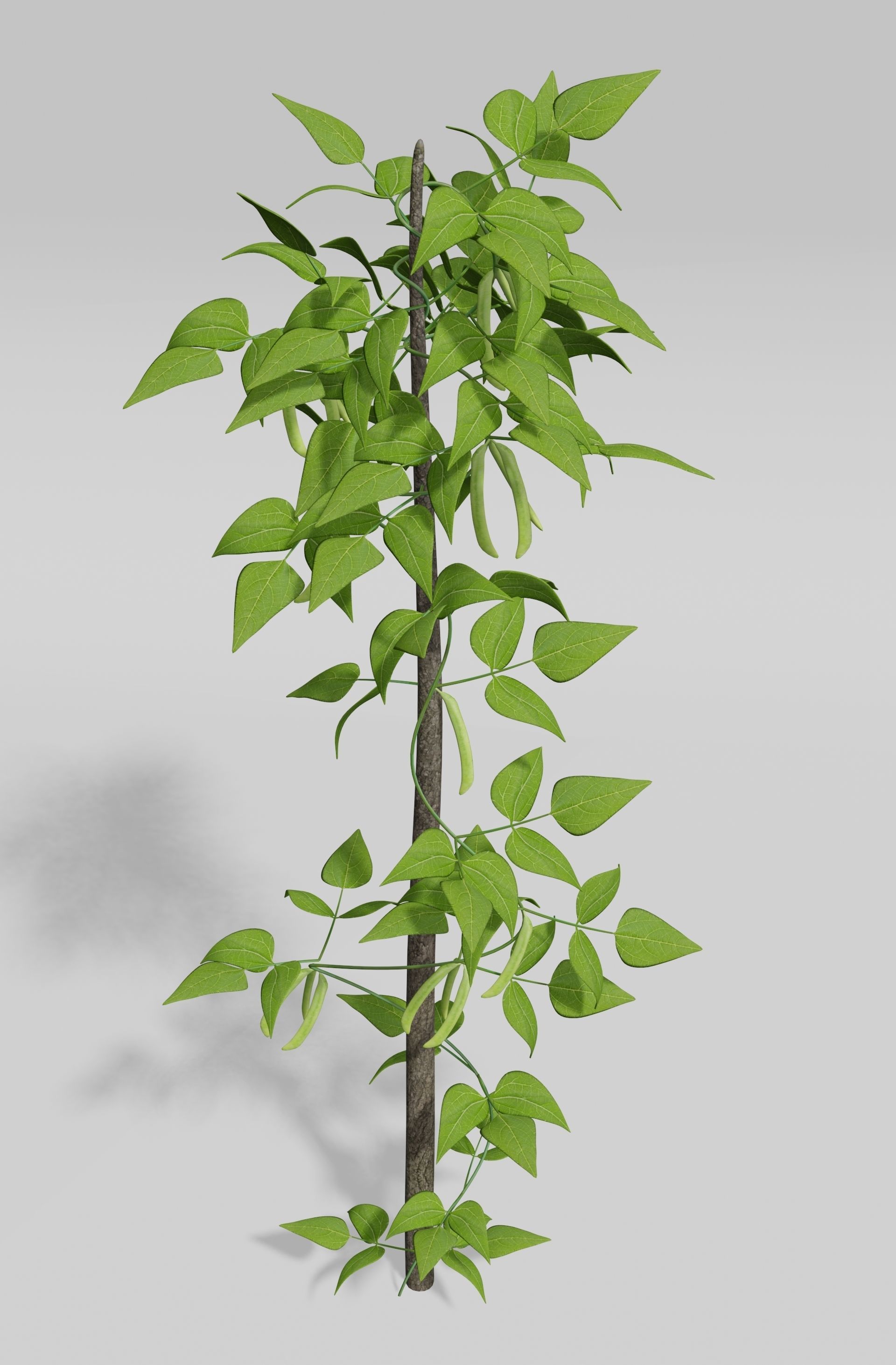 Beans Plant Harvest 3D model_6