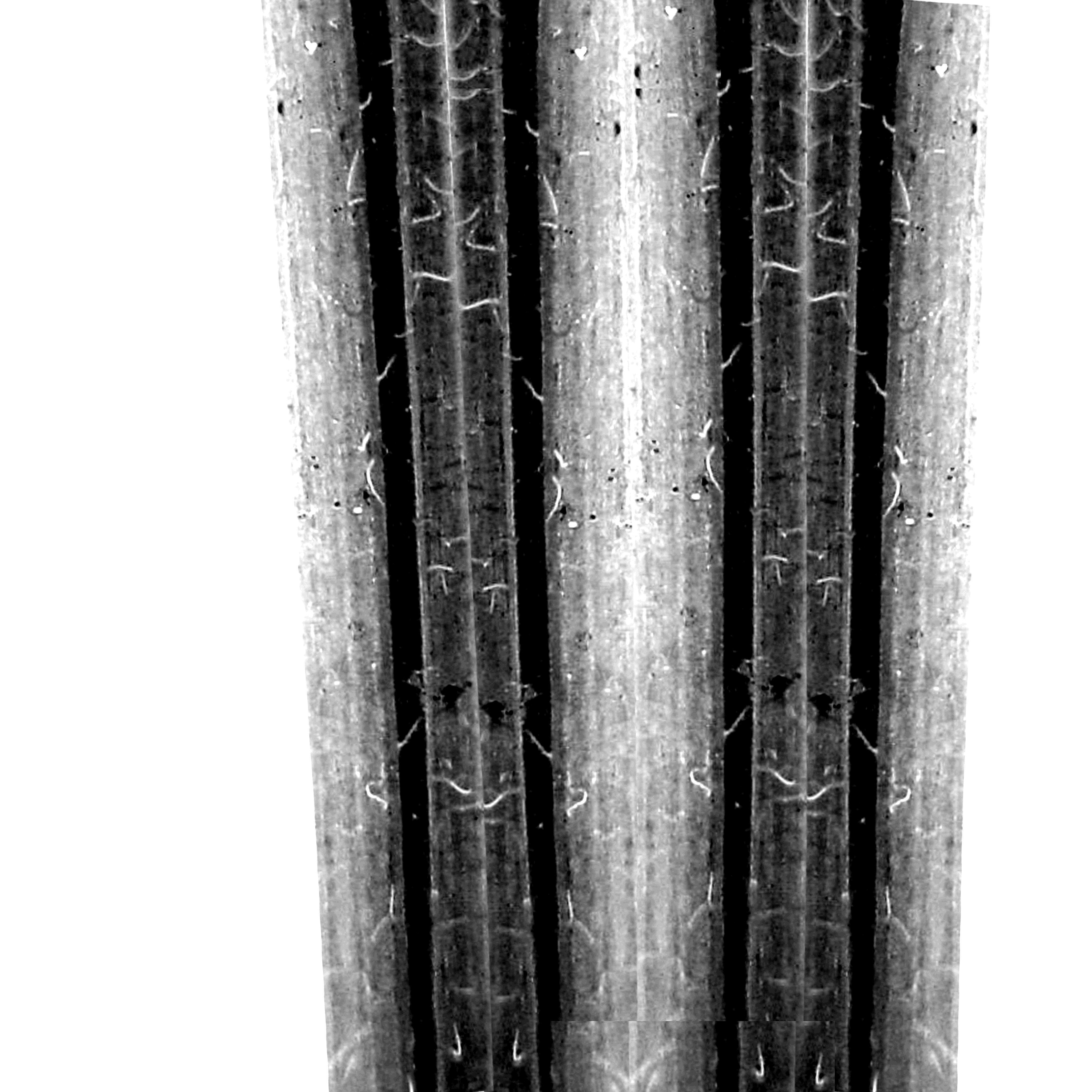 Beans Plant Harvest 3D model_17