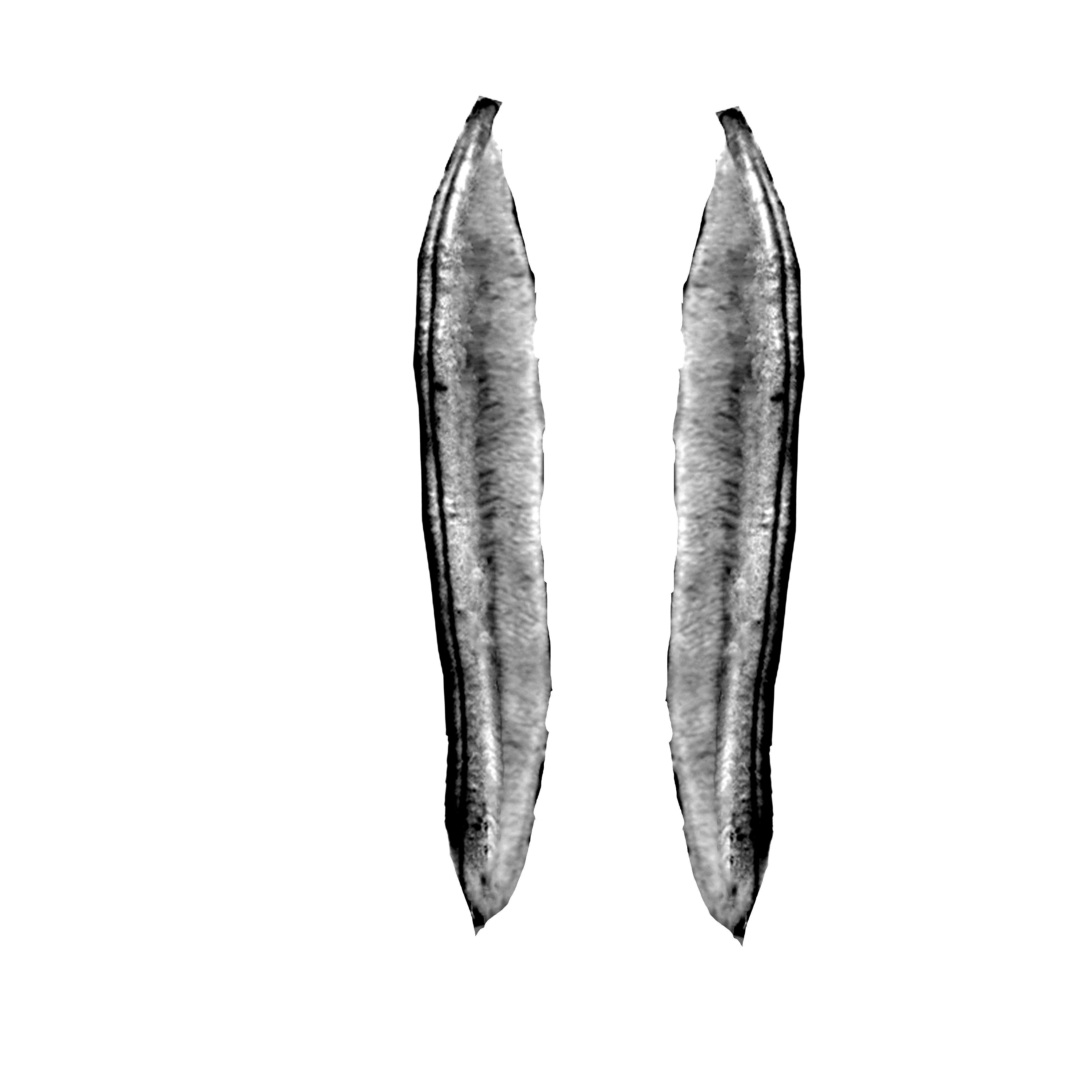 Beans Plant Harvest 3D model_9