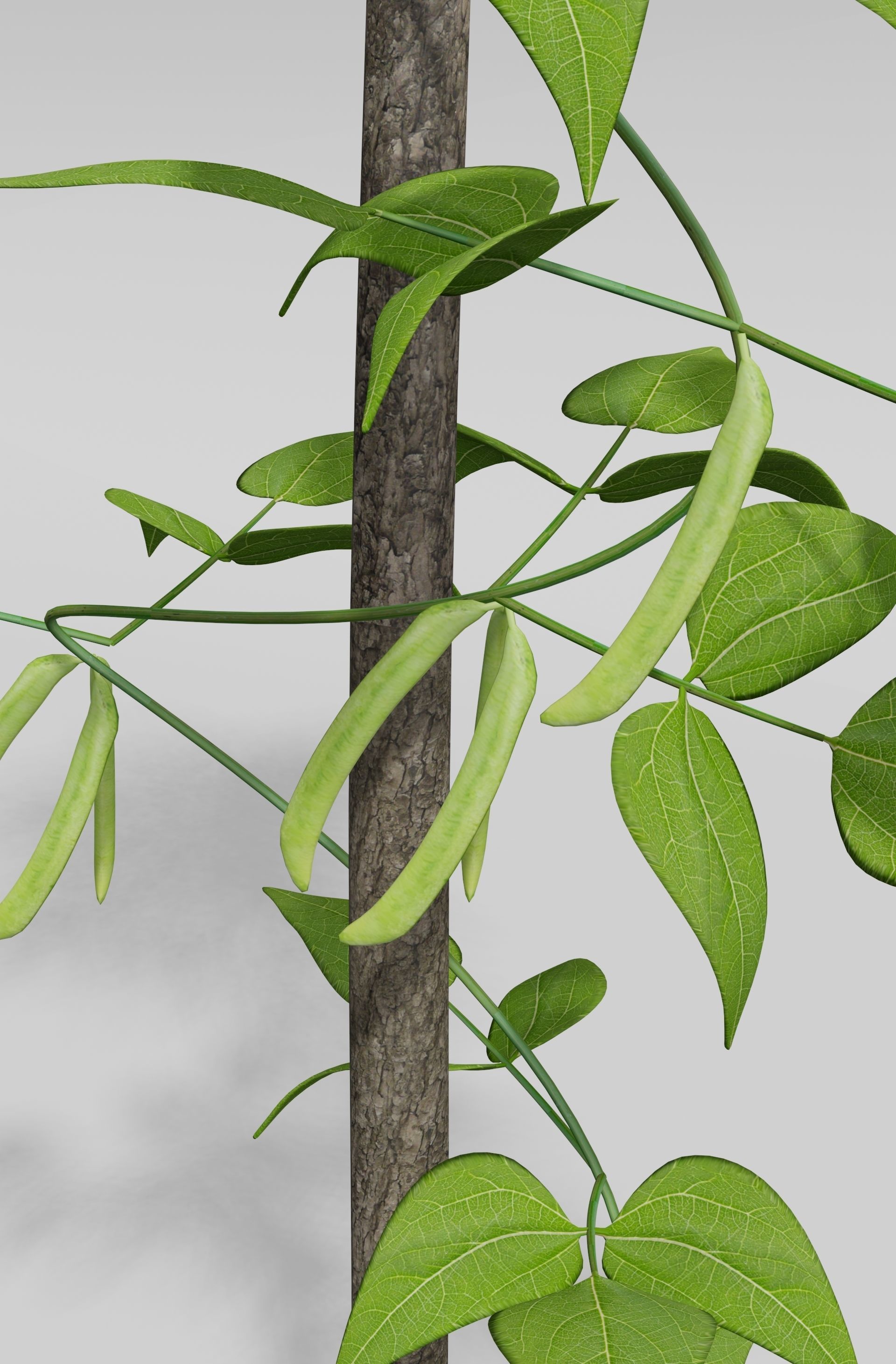 Beans Plant Harvest 3D model_3