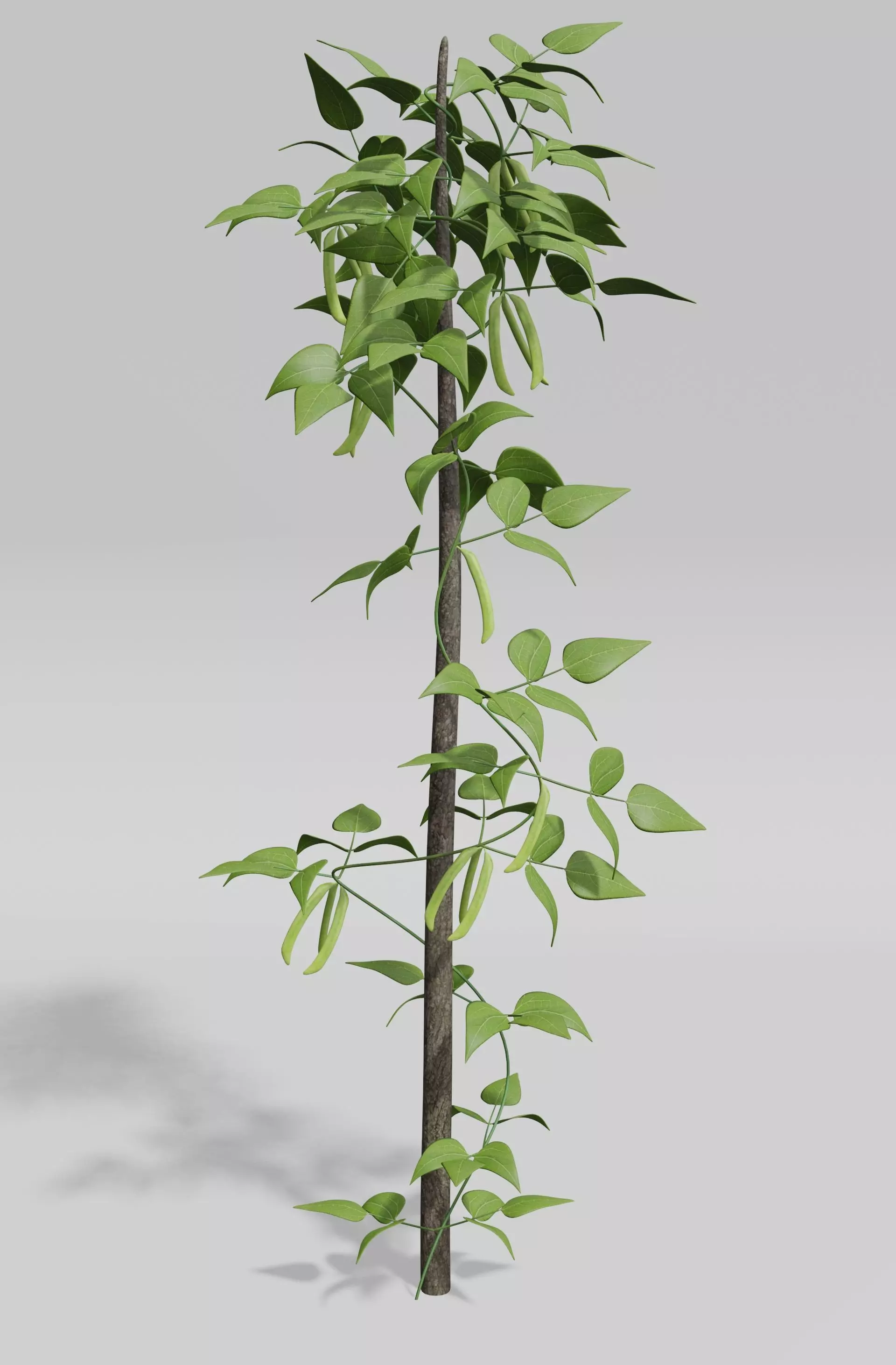 Beans Plant Harvest 3D model_0