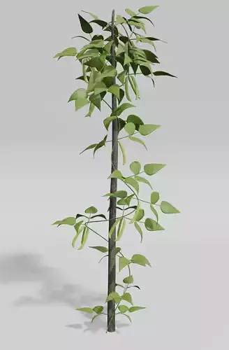 Beans Plant Harvest 3D model