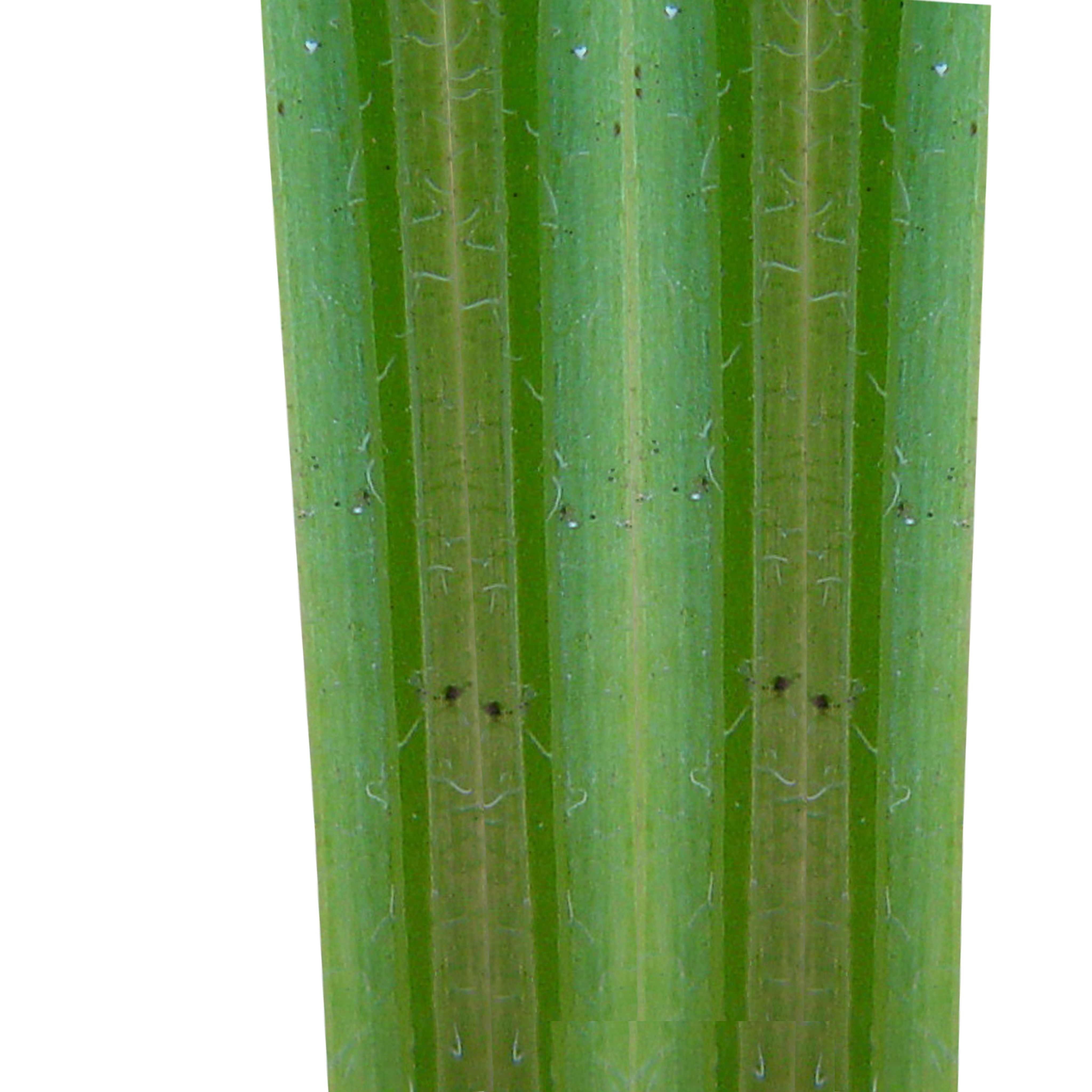 Beans Plant Harvest 3D model_15