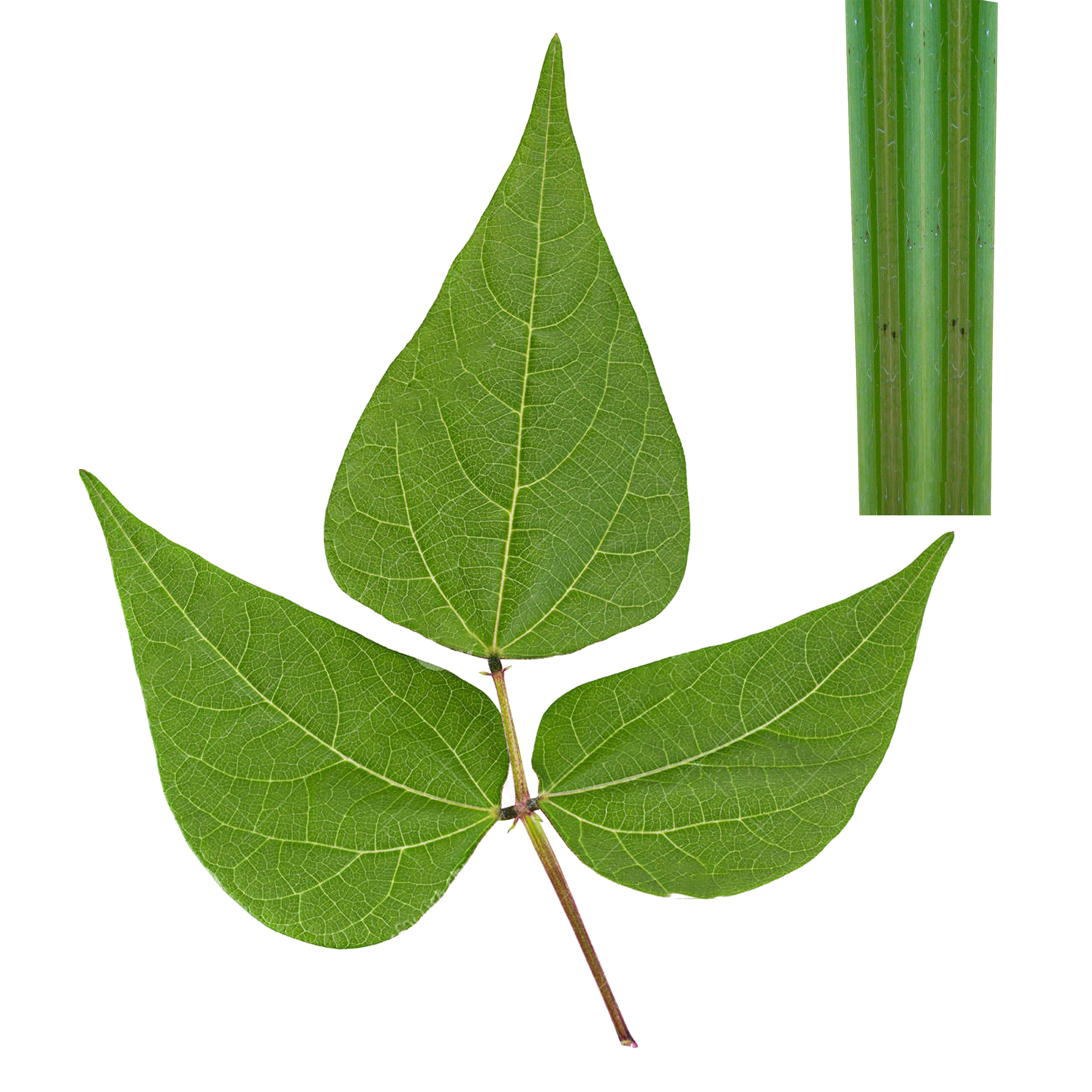 Beans Plant Harvest 3D model_11