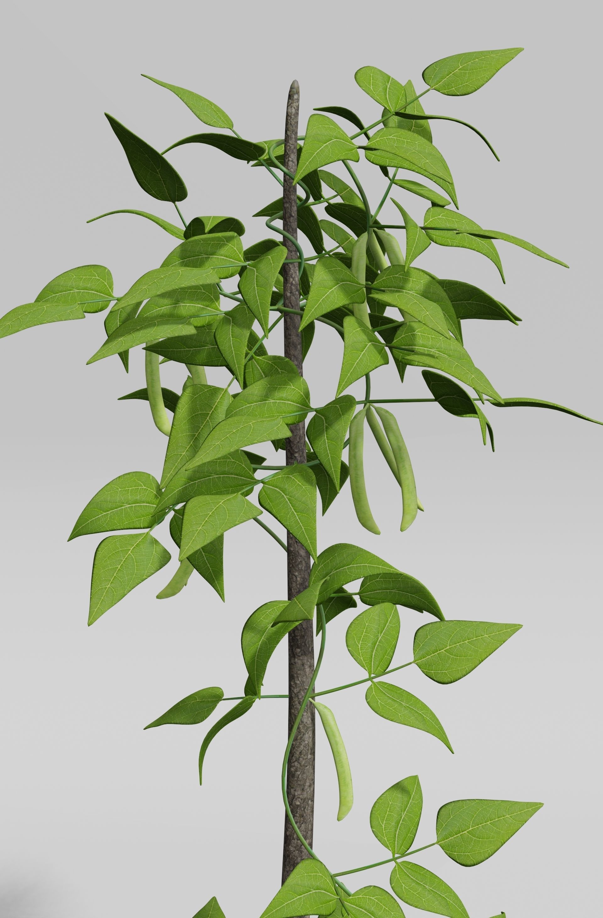 Beans Plant Harvest 3D model_2