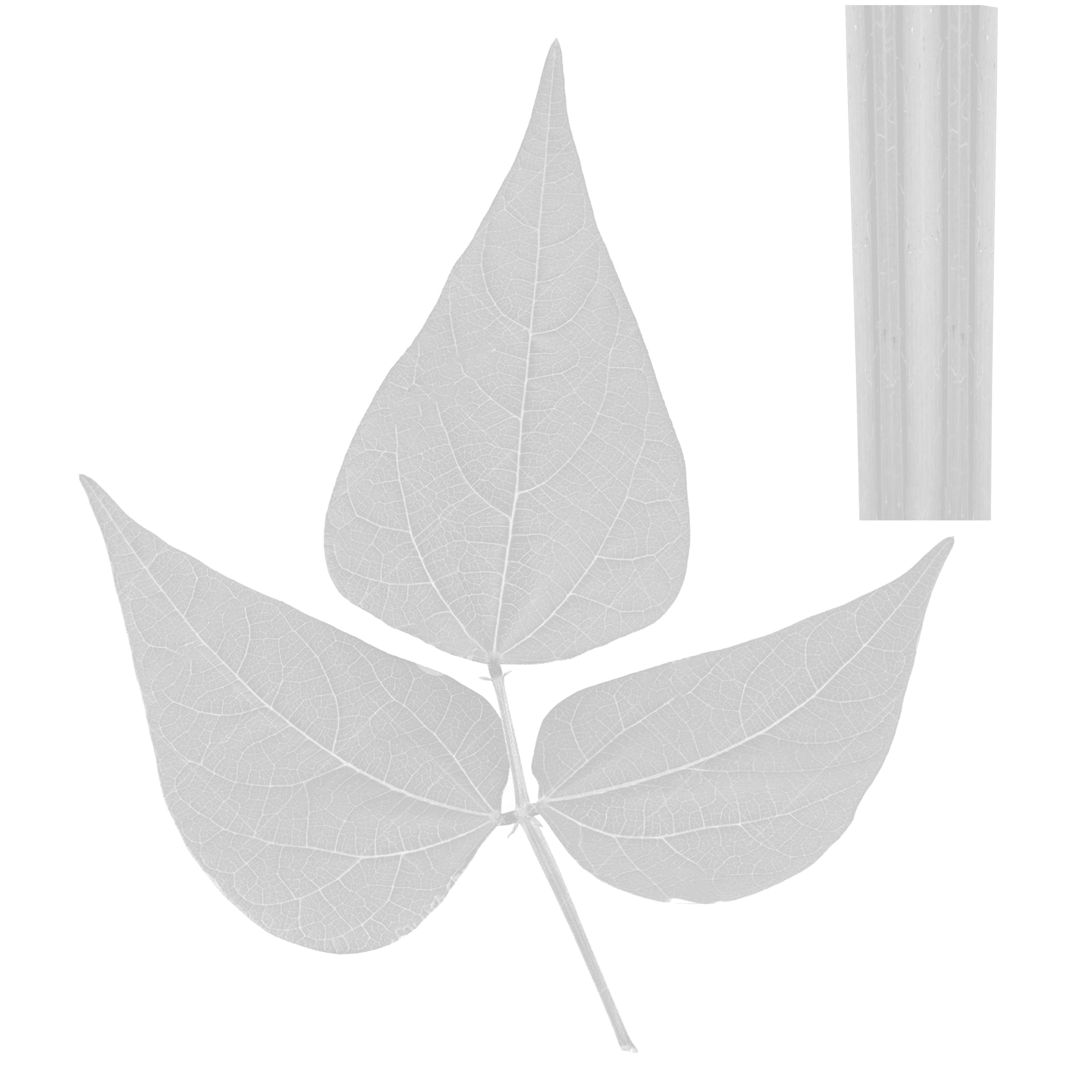 Beans Plant Harvest 3D model_10