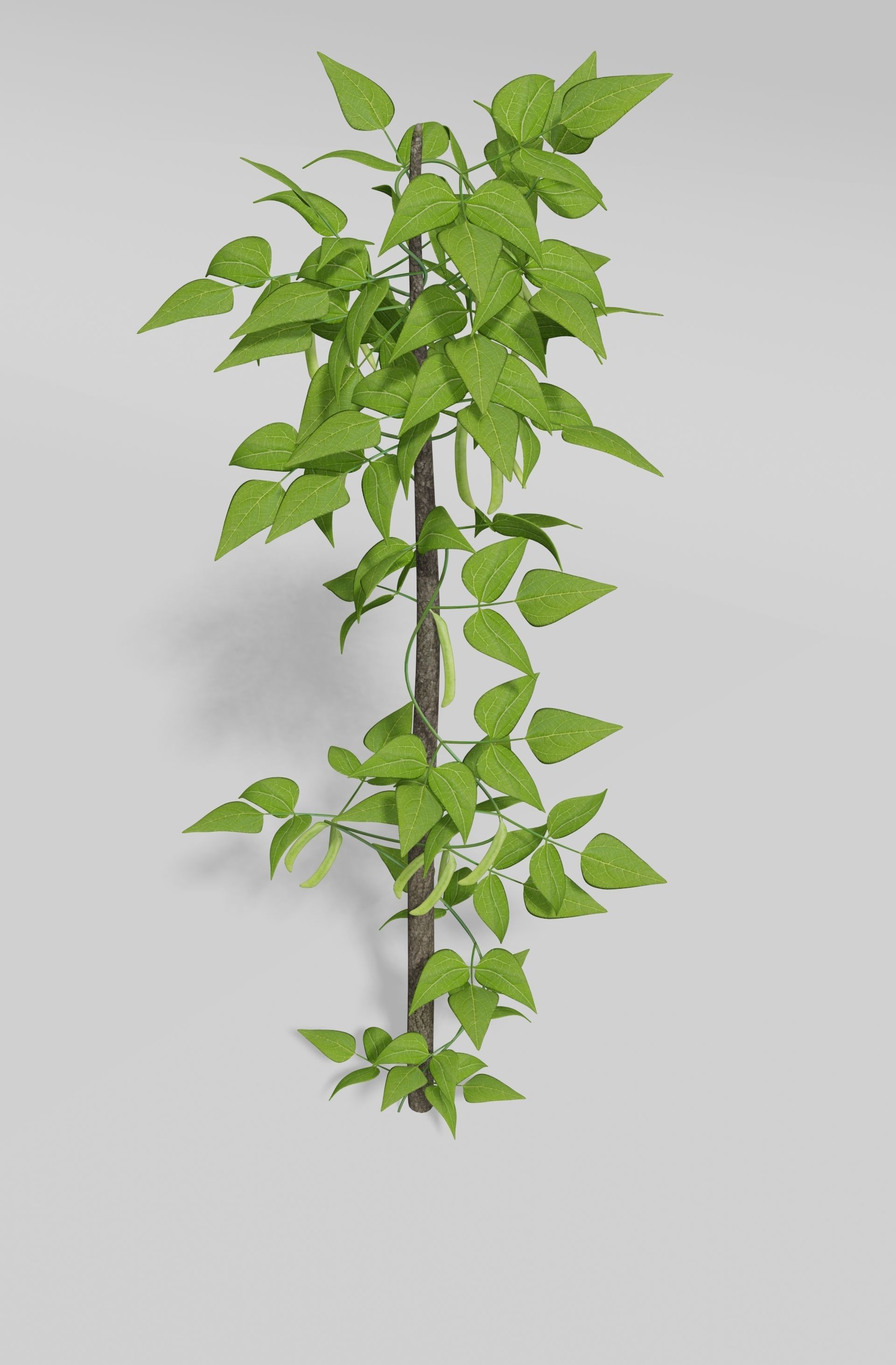 Beans Plant Harvest 3D model_4