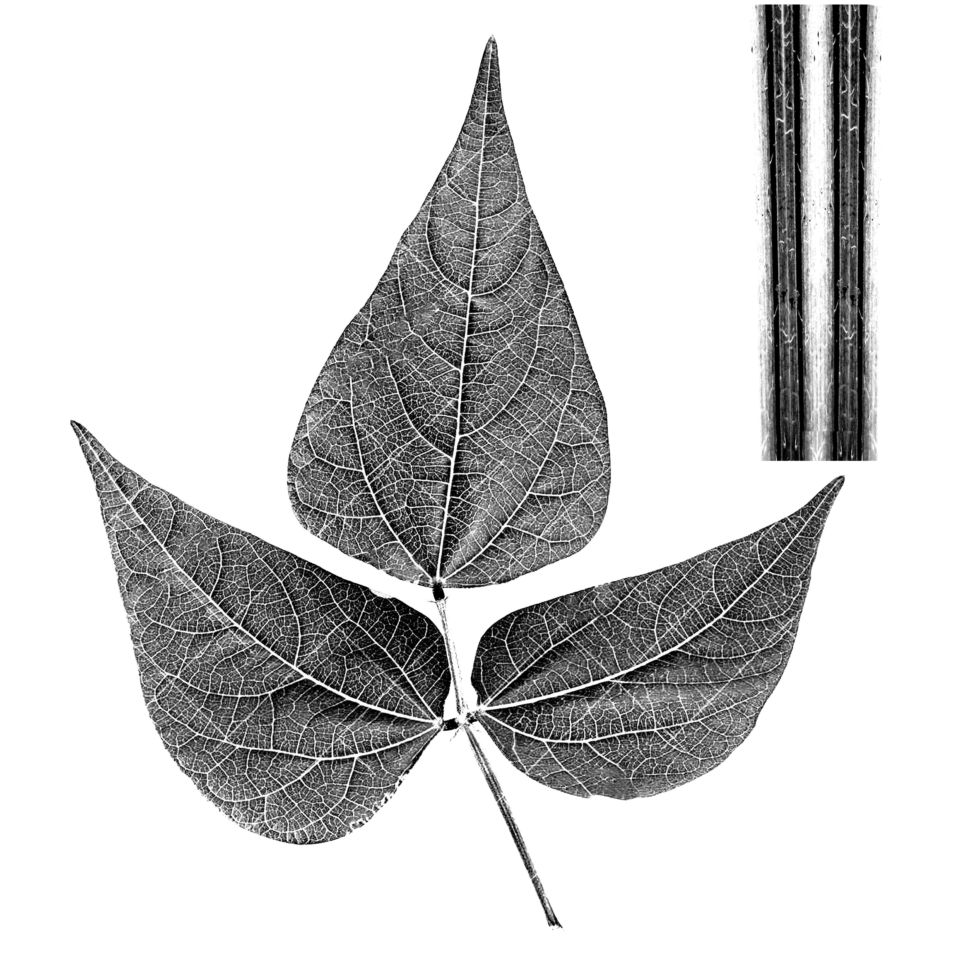 Beans Plant Harvest 3D model_13