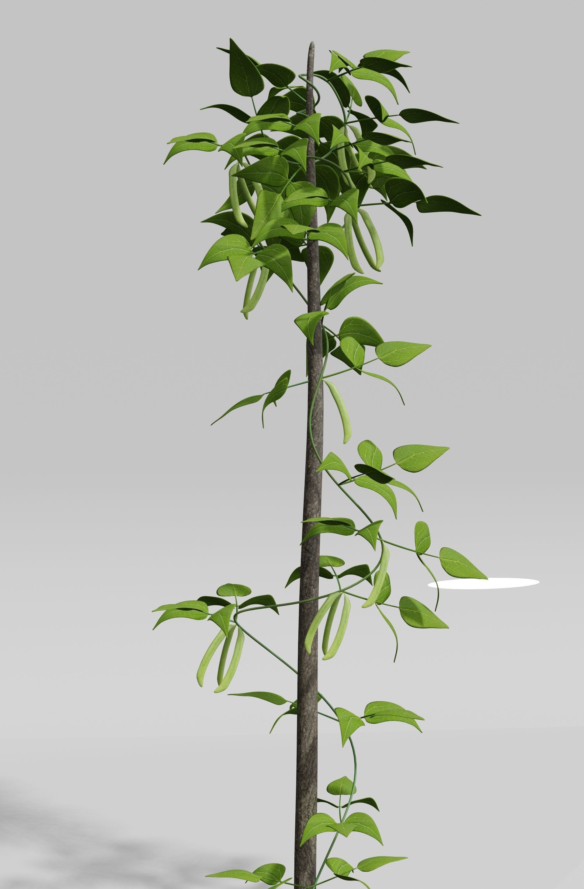 Beans Plant Harvest 3D model_5