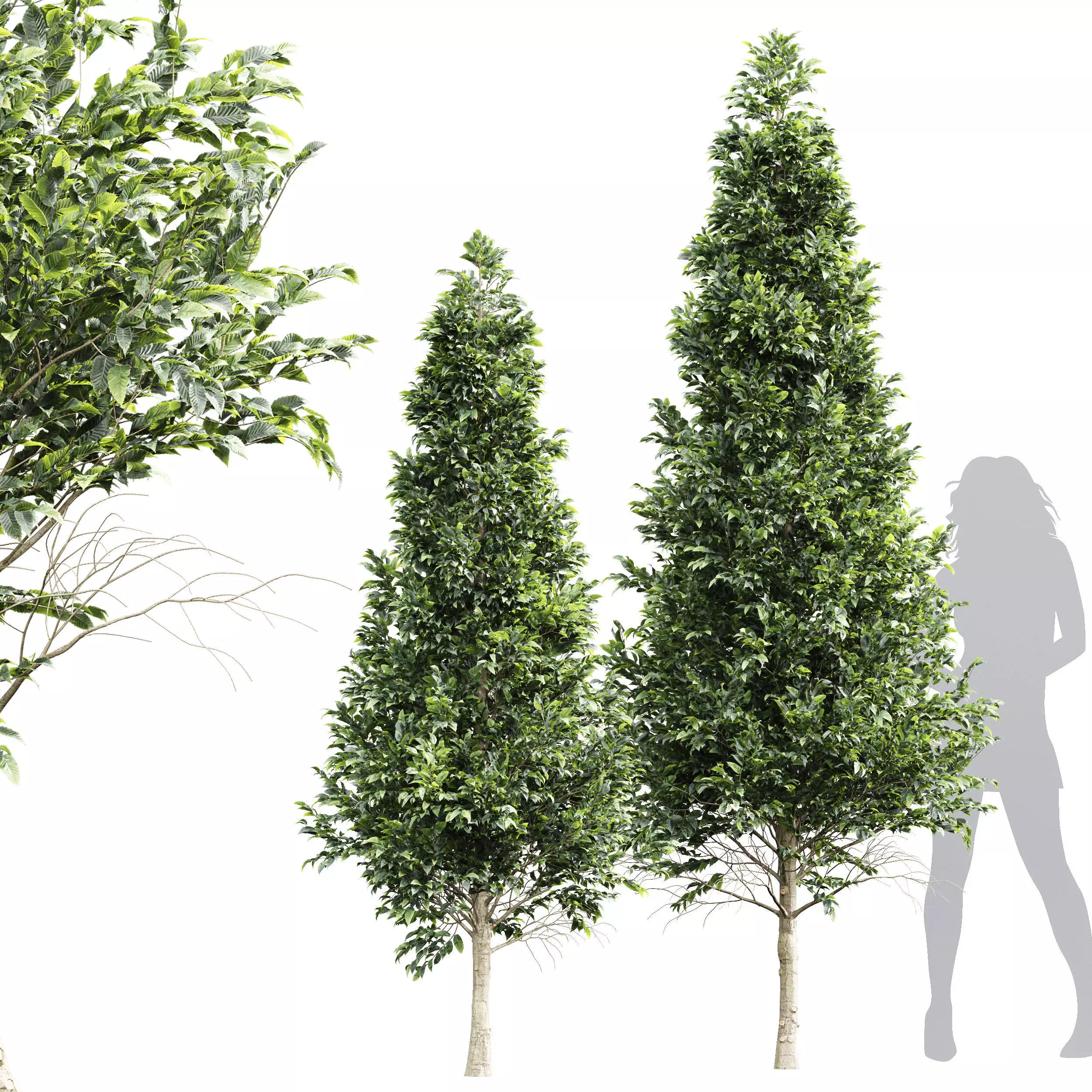 New Tree High detail Carpinus Betulus Bush Top Cut 3D model