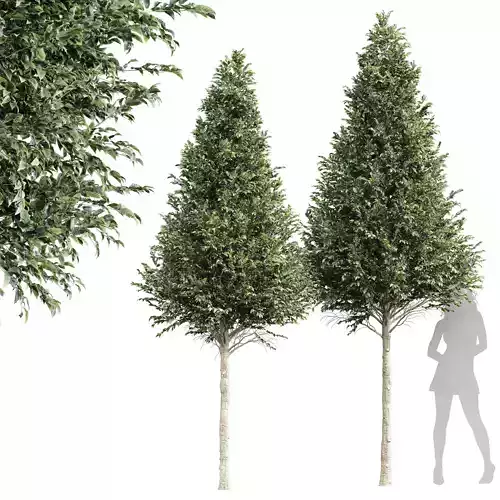 New Tree High detail Carpinus Betulus Cut top