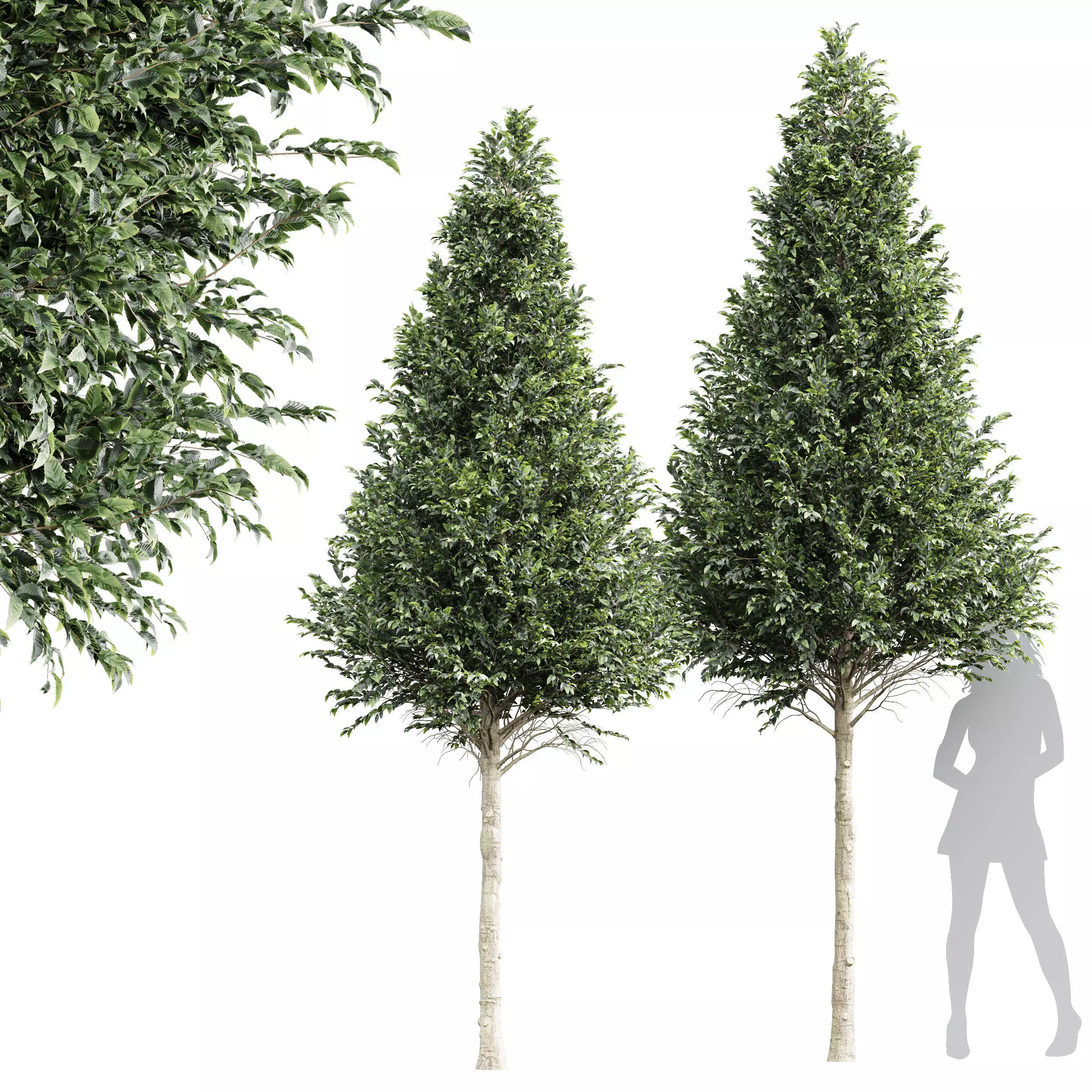 New Tree High detail Carpinus Betulus Cut top Free 3D model