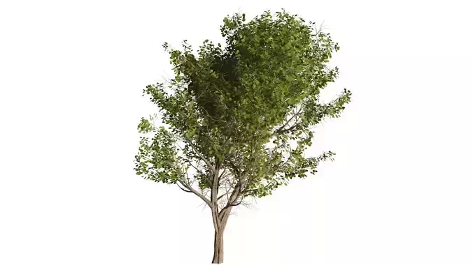 TREE 3D MODLE
