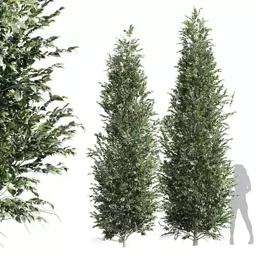 New Tree High detail Carpinus Betulus Med 3D model
