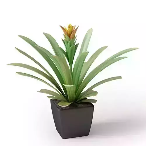 Exotic Green Potted Plant
