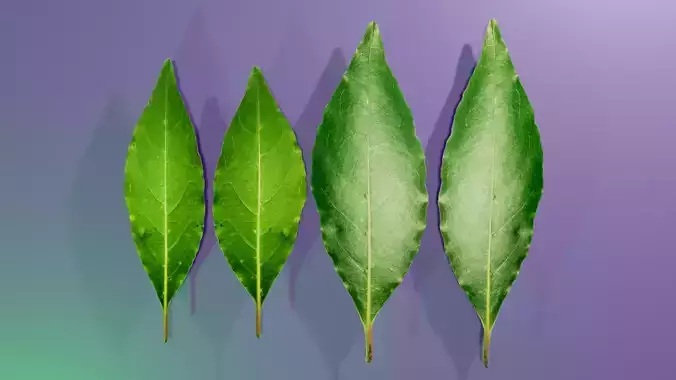 Leafs of Laurus nobilis Bonsai Tree 3D model Low-poly 3D model