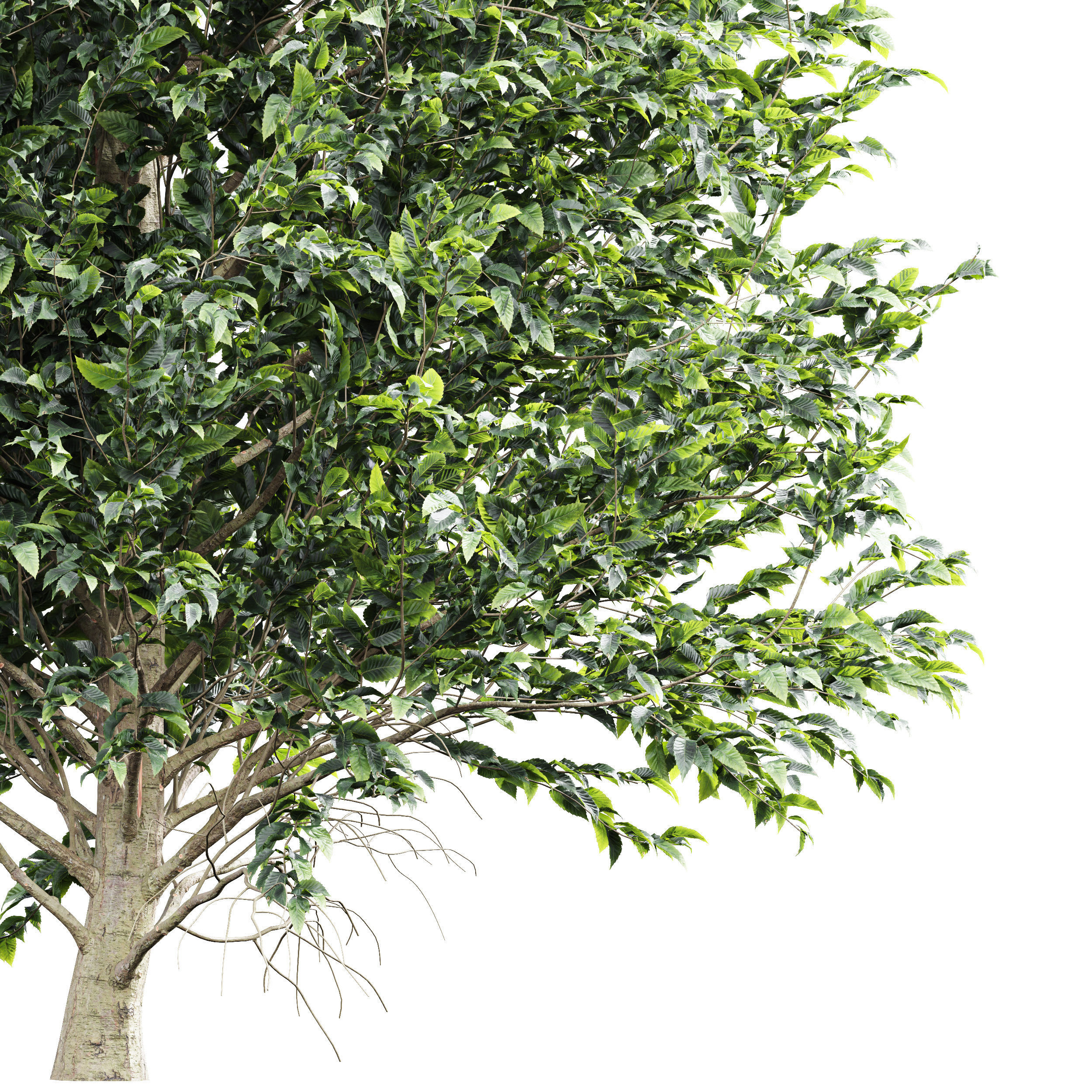 New Tree High detail Carpinus Betulus Tall 3D model_2