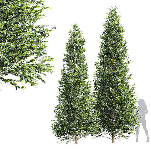 New Tree High detail Carpinus Betulus Tall 3D model