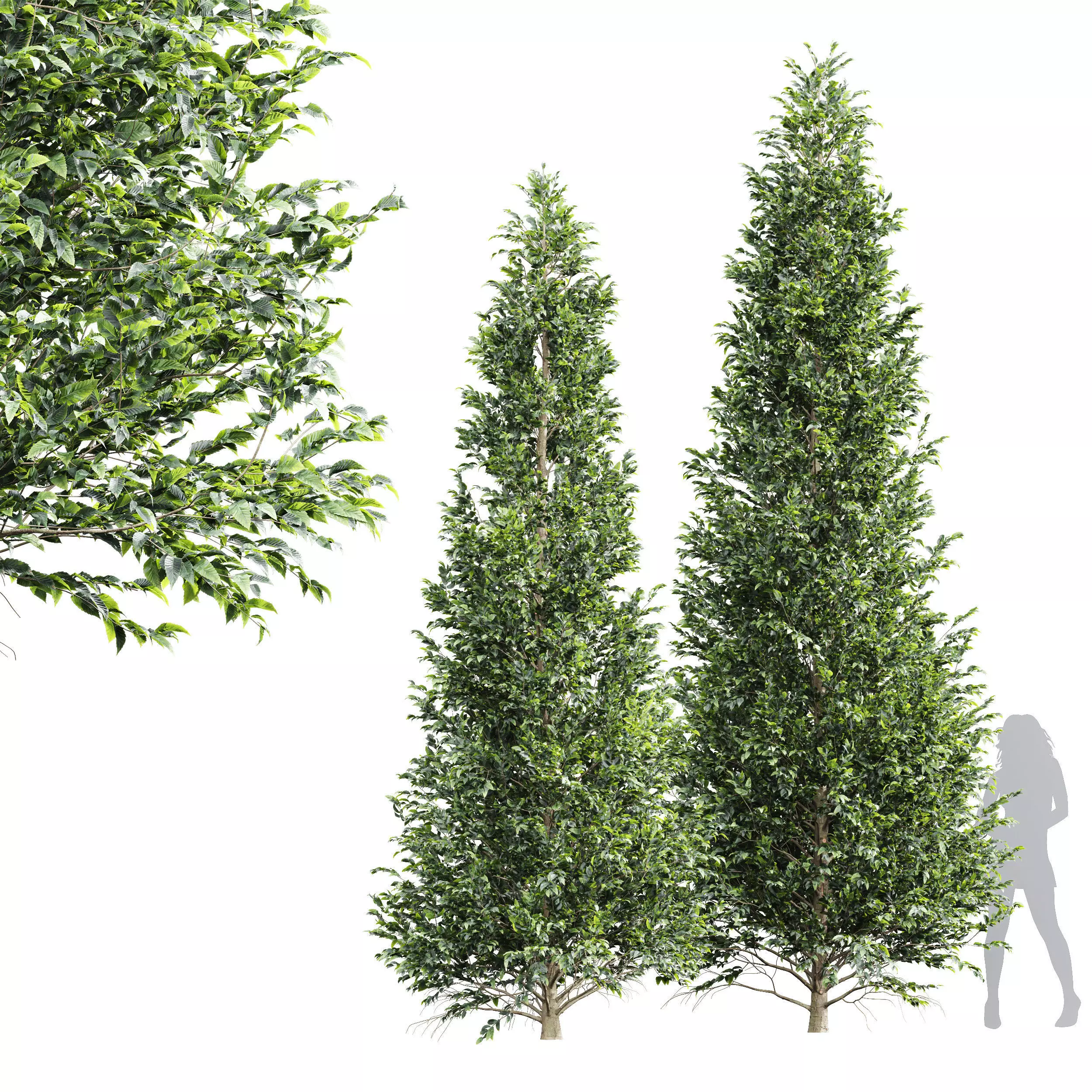 New Tree High detail Carpinus Betulus Tall 3D model_0