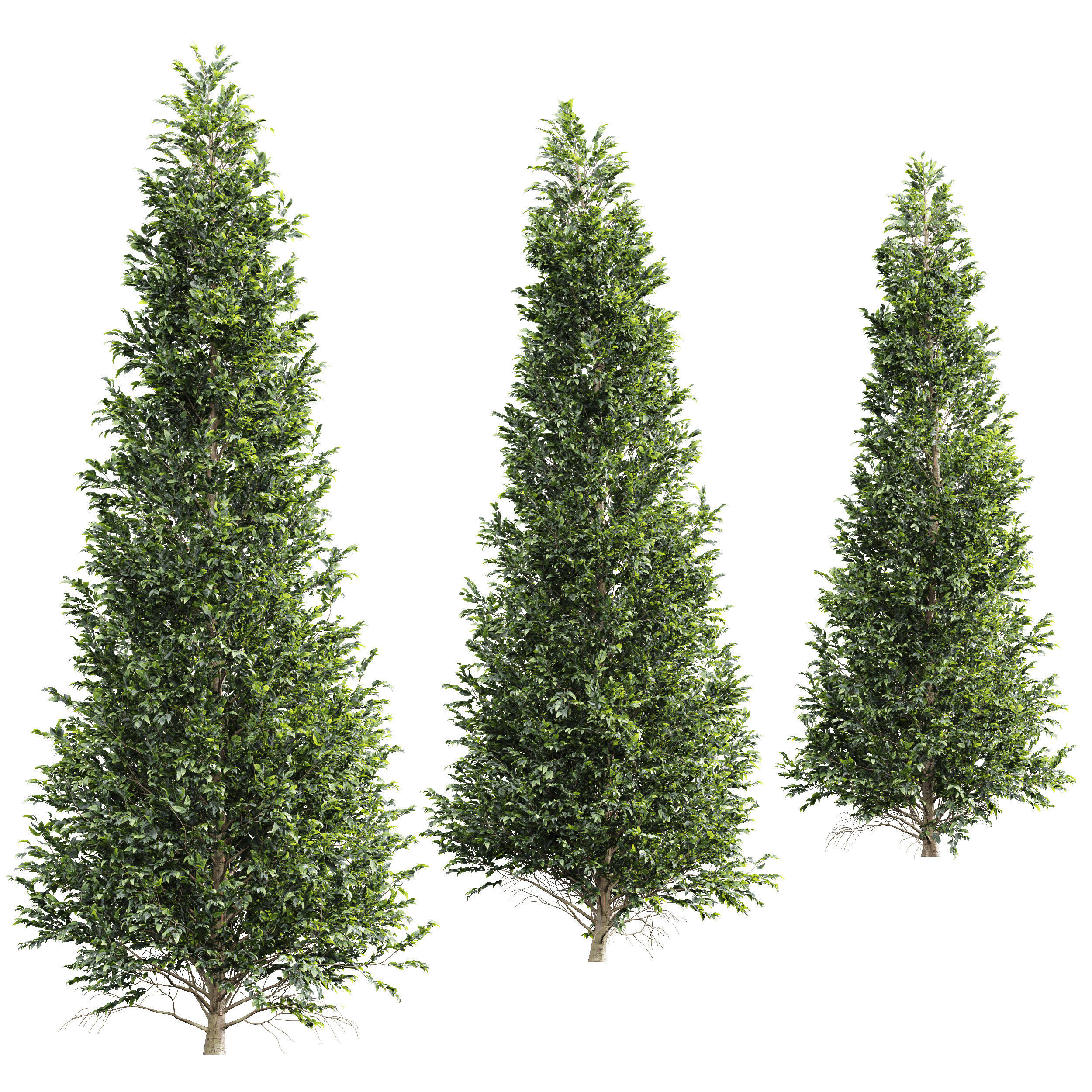 New Tree High detail Carpinus Betulus Tall 3D model_1