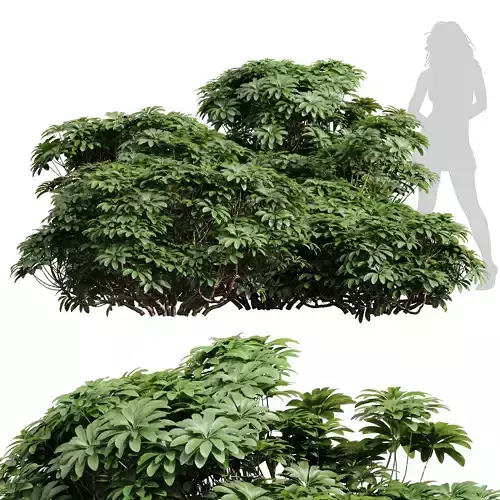 New Plant High detail Edgeworthia Chrysantha Grandiflora Bush