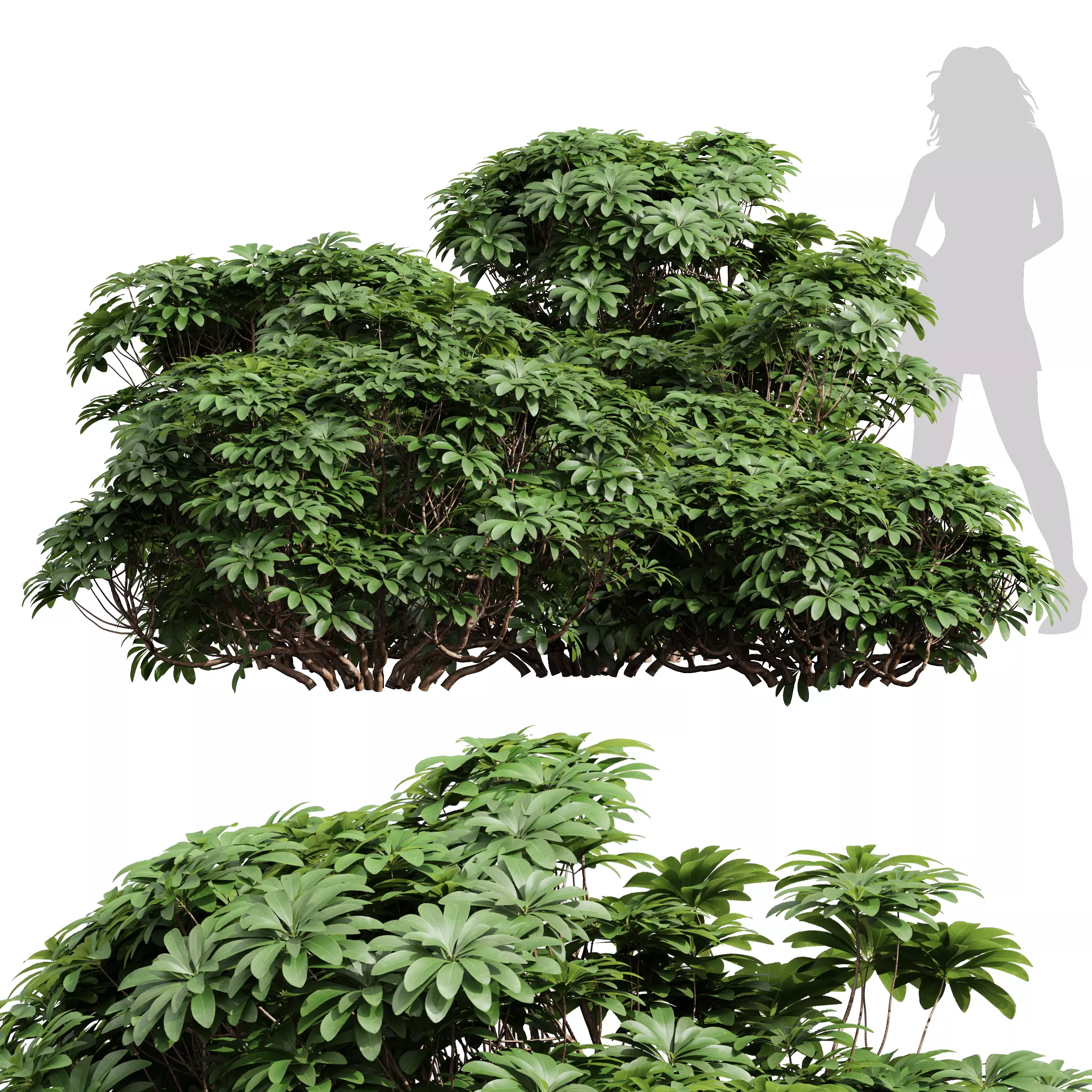 New Plant High detail Edgeworthia Chrysantha Grandiflora Bush 3D model
