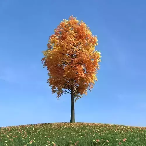Mature Tree With Orange Leaves 3D model