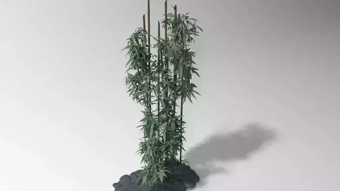 Bamboo plant 3D model