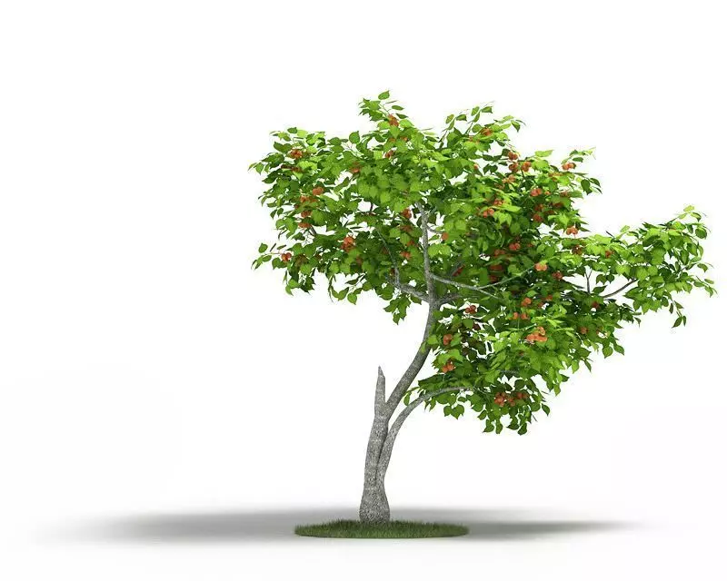 Apricote Tree 3D model | CGTrader