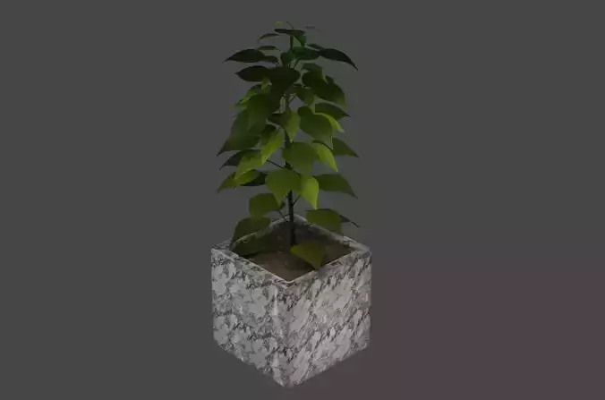 Plant in concrete pot
