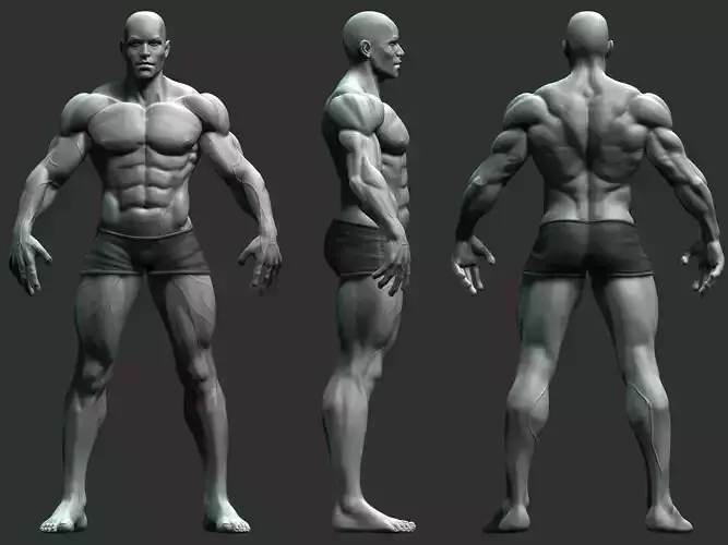 Base Mesh - Strong Male Anatomy 3D model