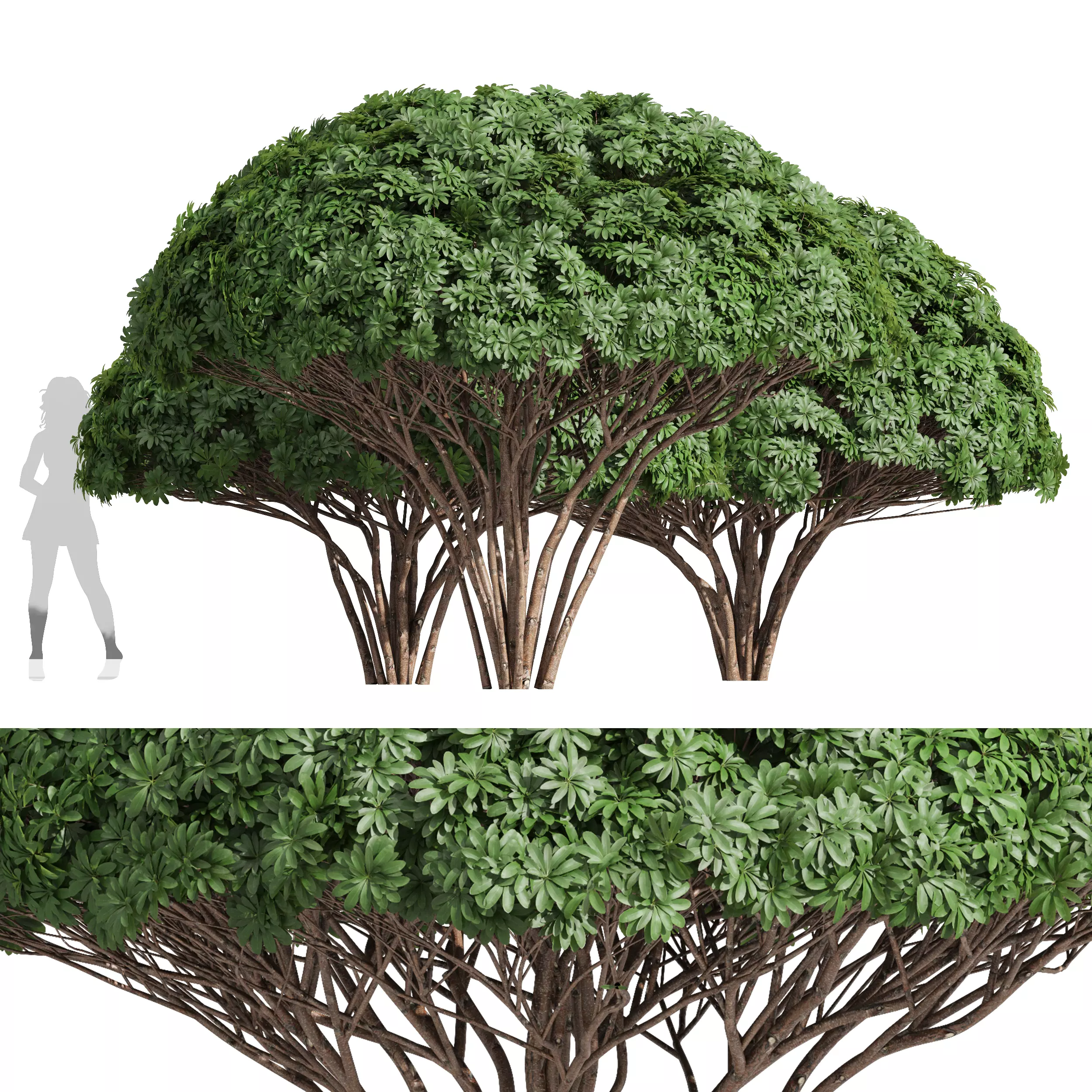 New Plant High detail Edgeworthia Chrysantha Grandiflora Tree Free 3D model