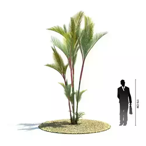 Green Cyrtostachys Renda Tree