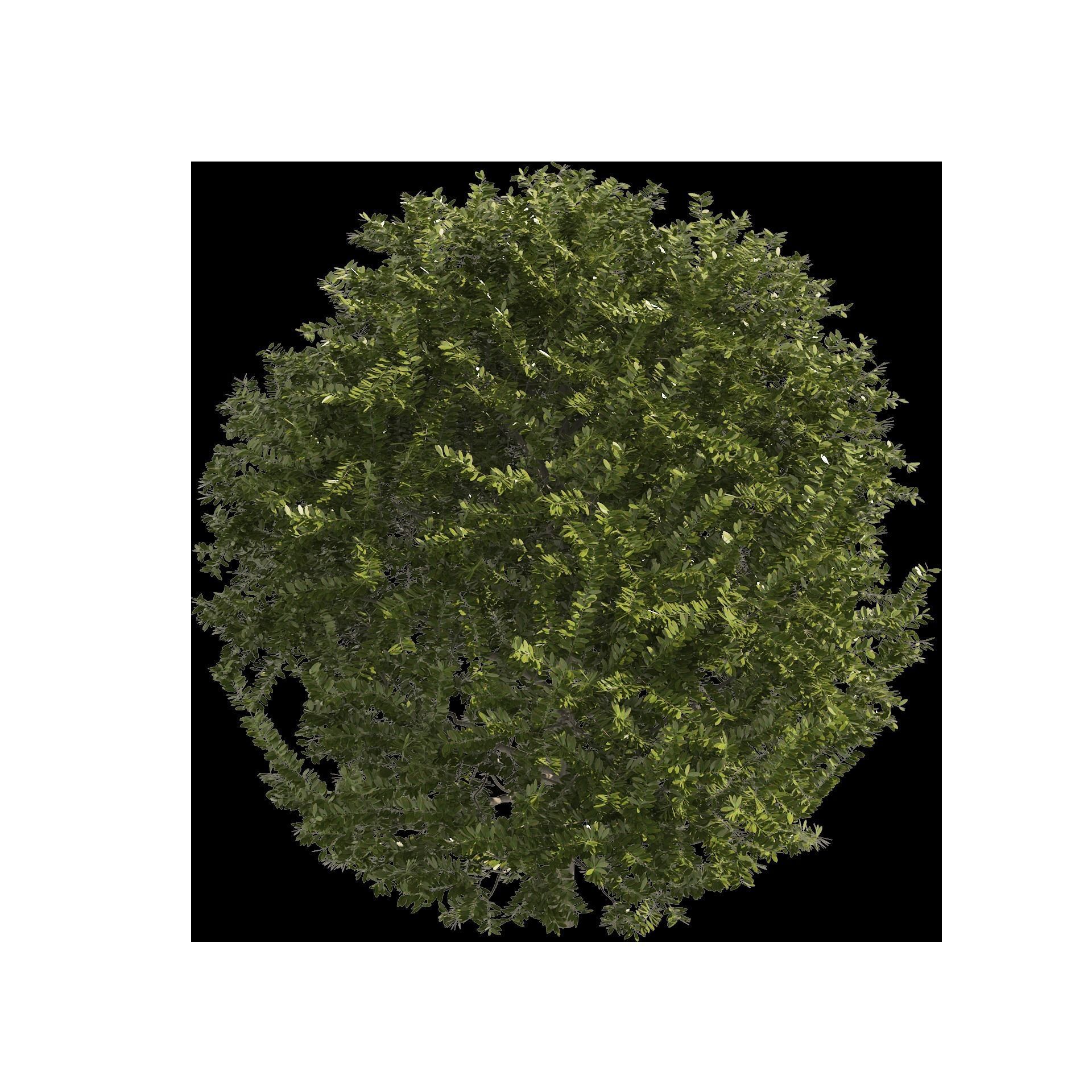 4 shaped topiary plant 3D model_12