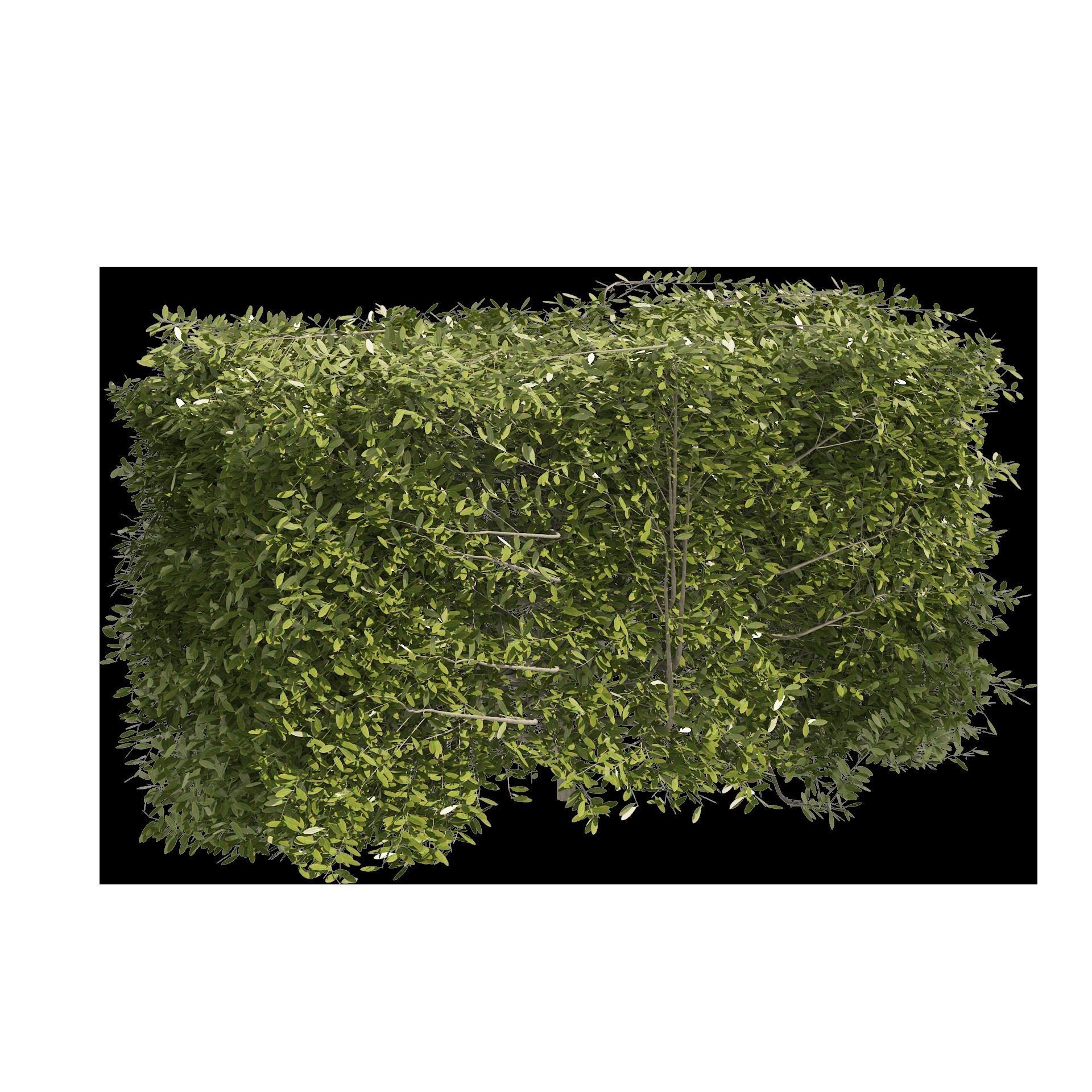 4 shaped topiary plant 3D model_11