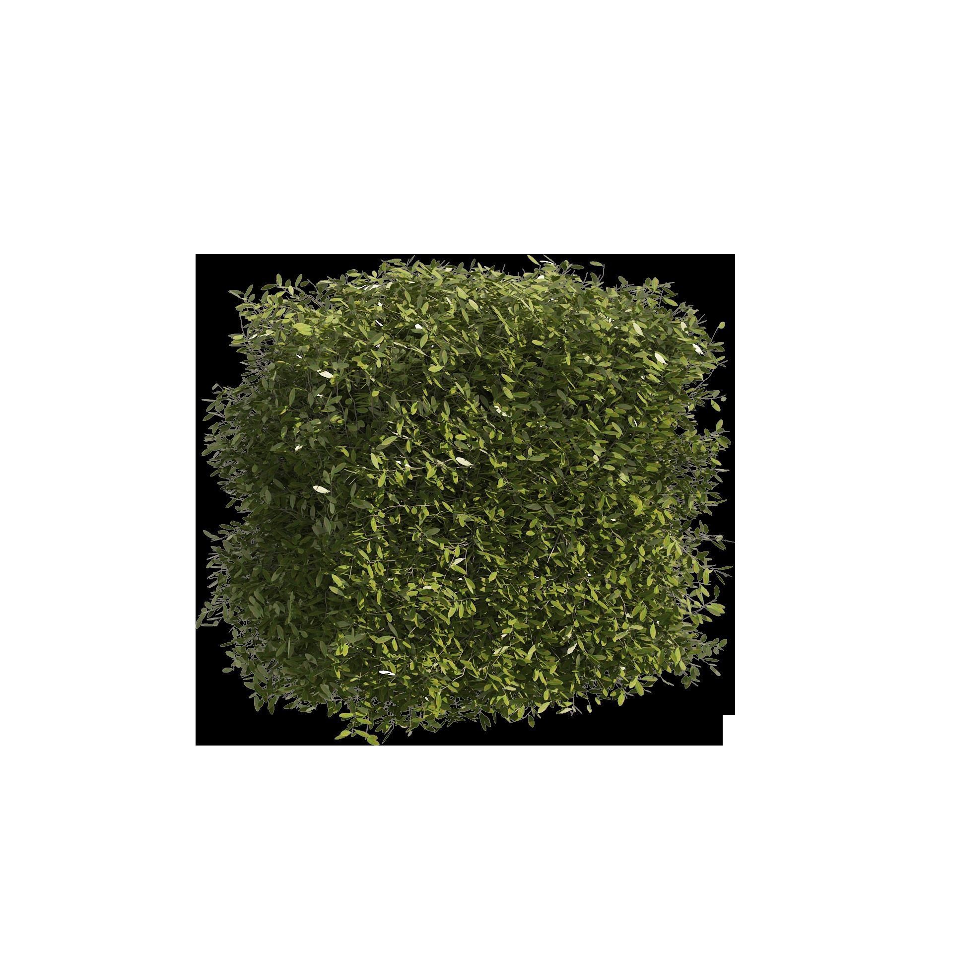 4 shaped topiary plant 3D model_10