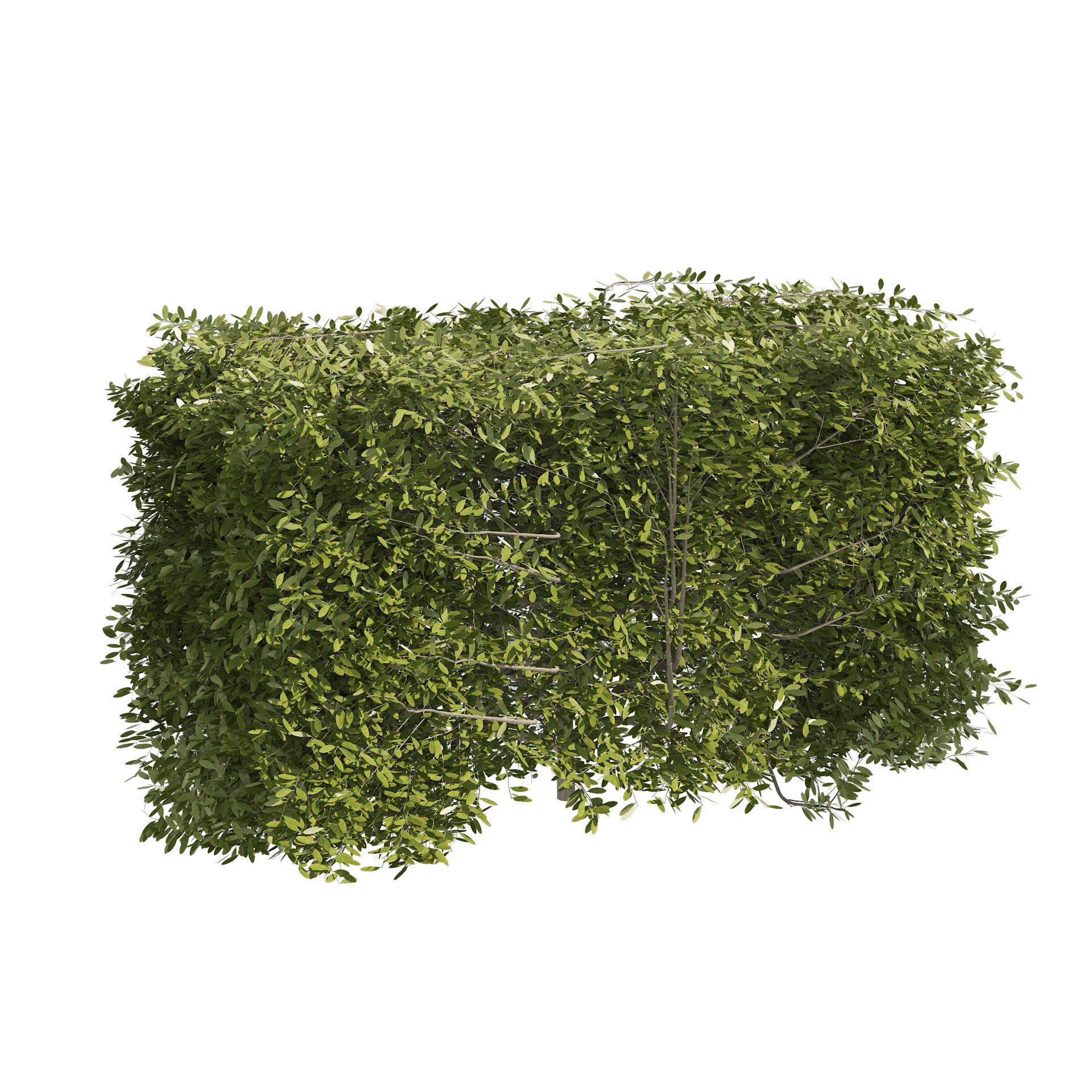 4 shaped topiary plant 3D model_5