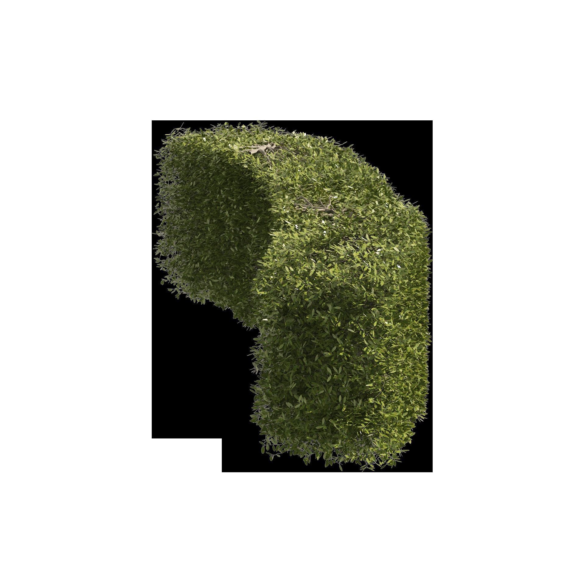 4 shaped topiary plant 3D model_9