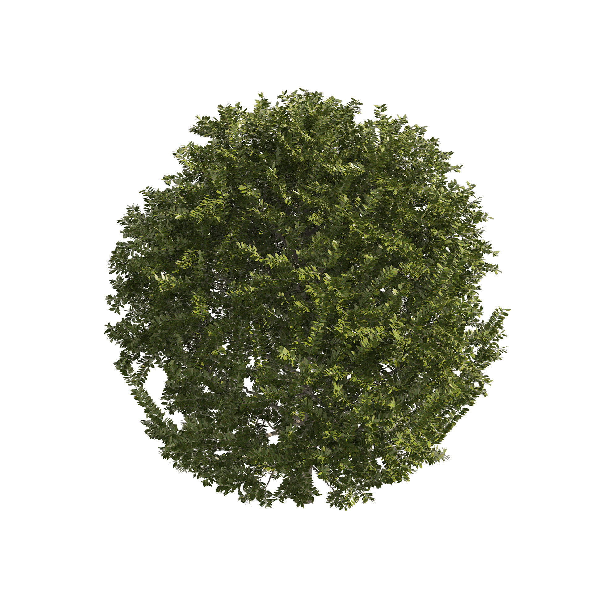 4 shaped topiary plant 3D model_4