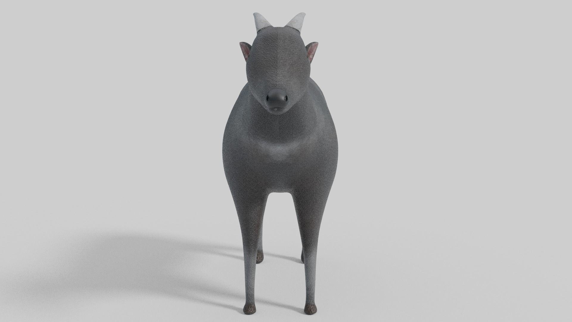 3D Anoa Model goat Low-poly 3D model_7