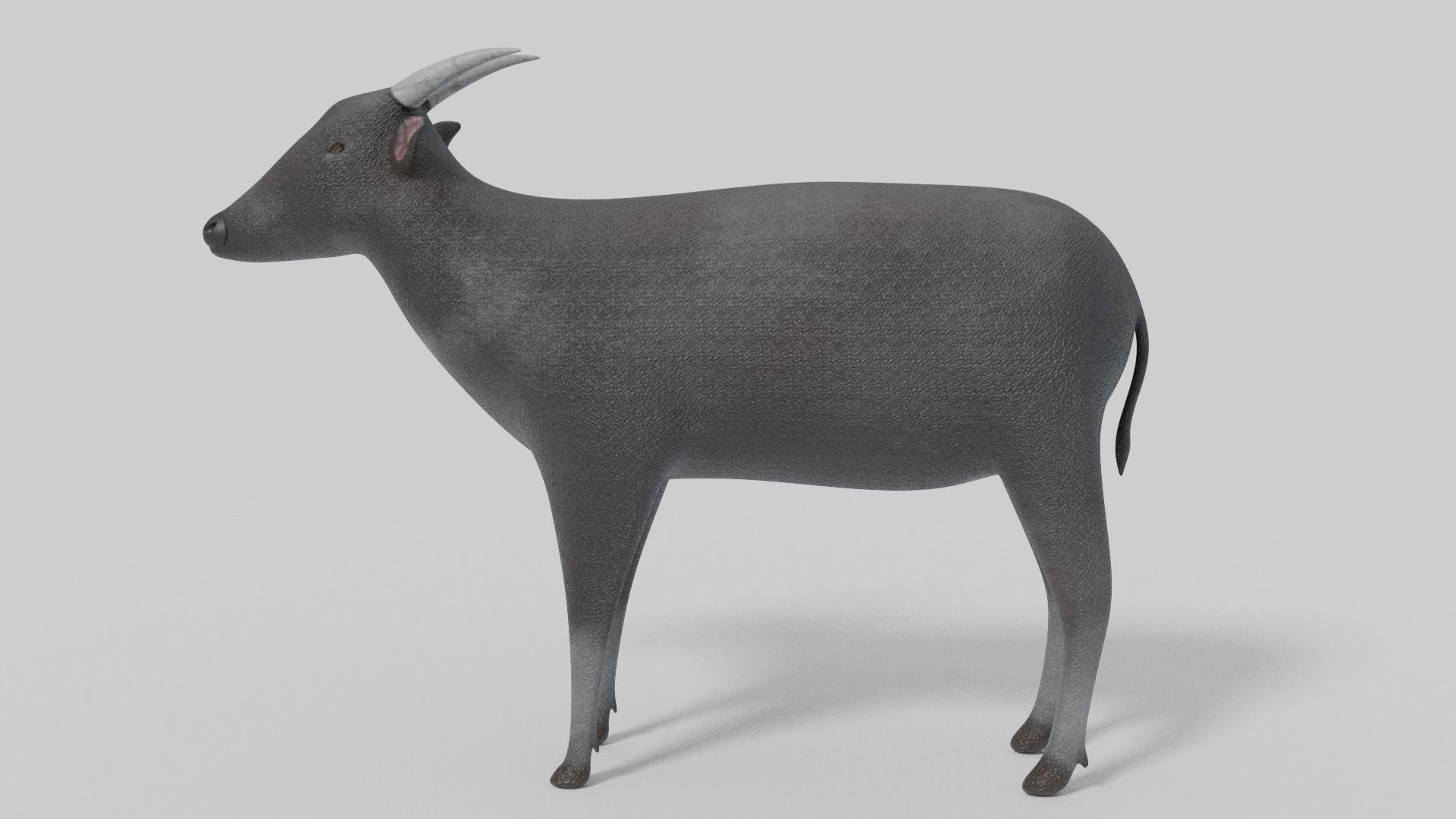 3D Anoa Model goat Low-poly 3D model_4