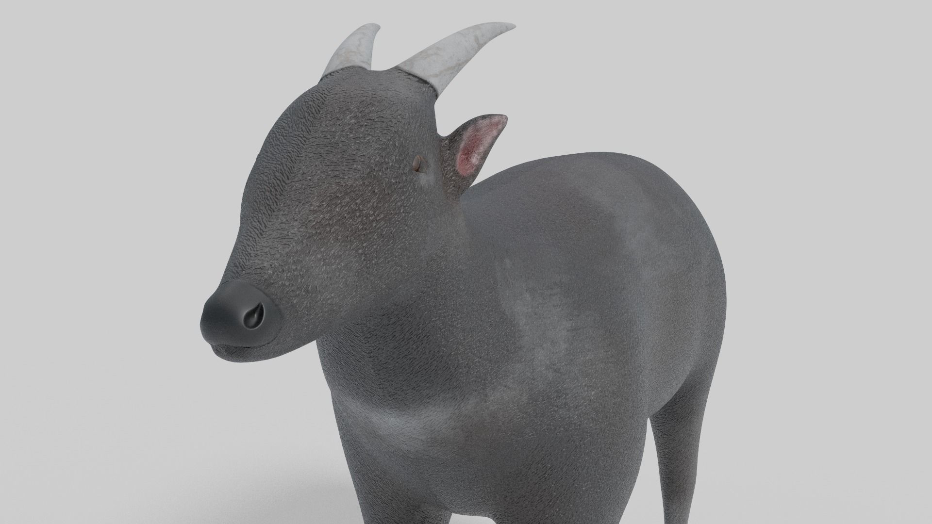 3D Anoa Model goat Low-poly 3D model_5